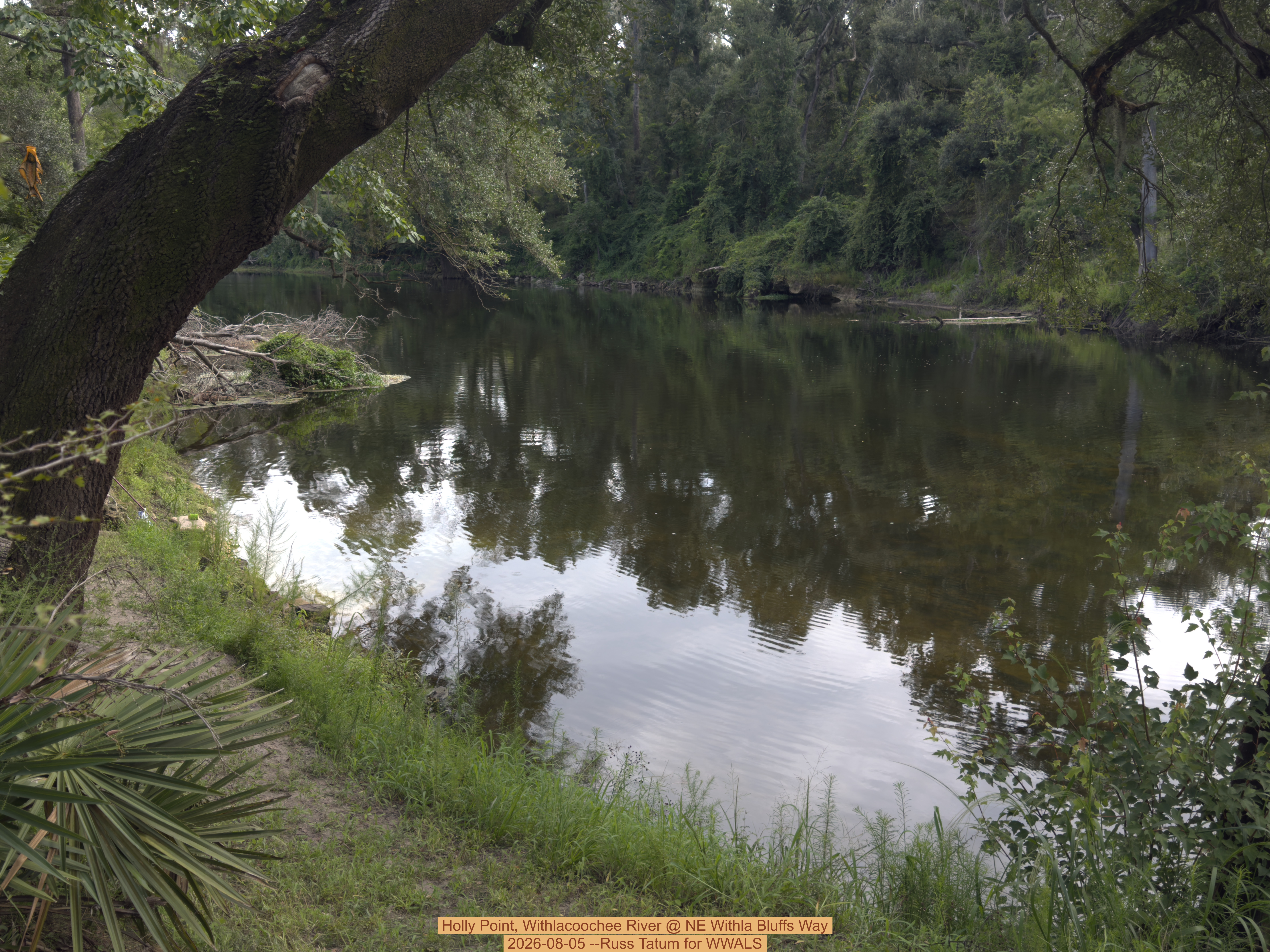 Holly Point, Withlacoochee River @ NE Withla Bluffs Way 2026-08-05 --Russ Tatum for WWALS