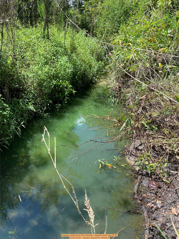 [Alapaha Settlement Pond Stream, Alapaha River @ US 82 2026-08-08 --Heather Brasell for WWALS]