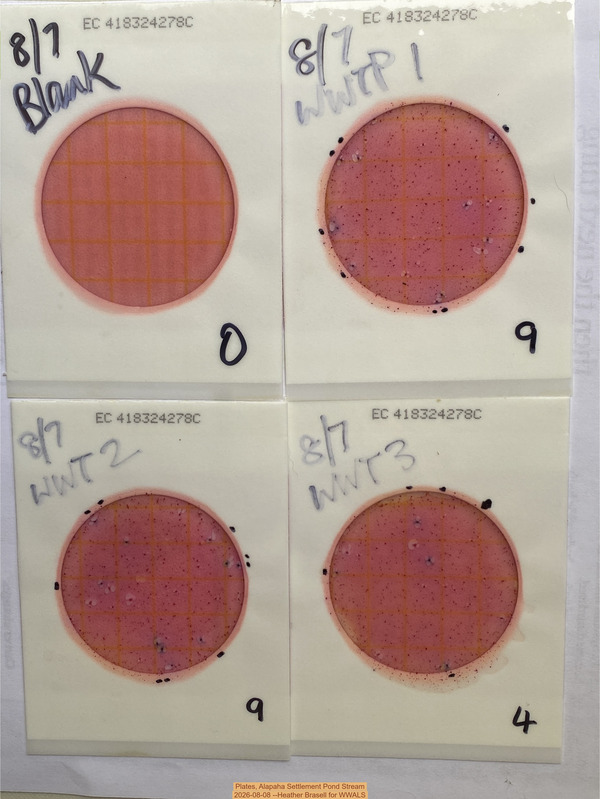 [Plates, Alapaha Settlement Pond Stream 2026-08-08 --Heather Brasell for WWALS]