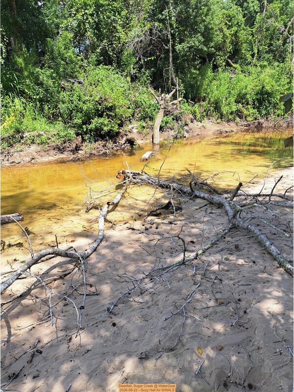 [Deadfall, Sugar Creek @ WaterGoat 2026-08-22 --Suzy Hall for WWALS]