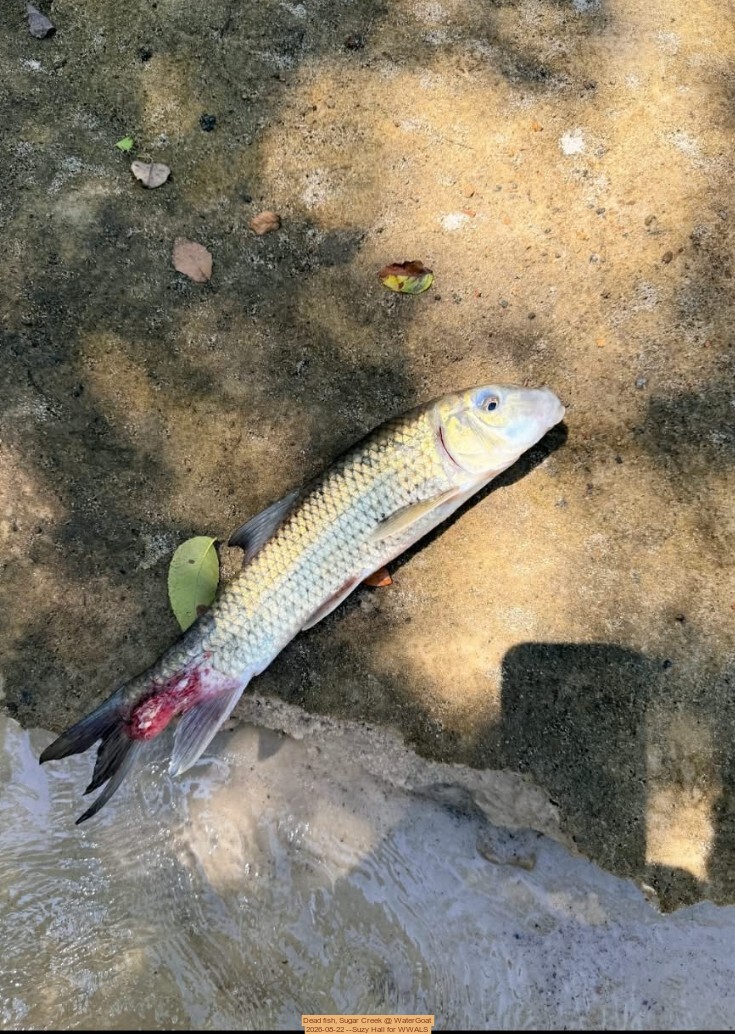 Dead fish, Sugar Creek @ WaterGoat 2026-08-22 --Suzy Hall for WWALS