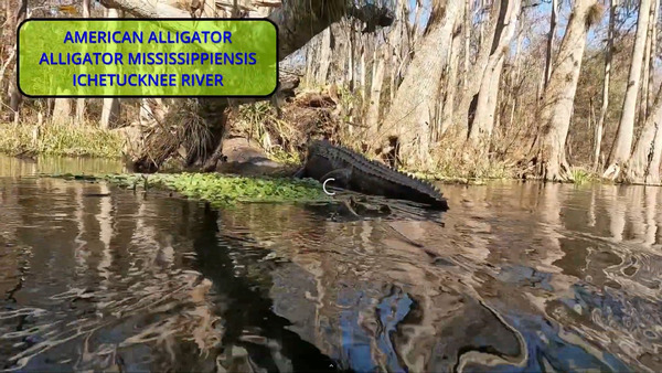 [Alligator]