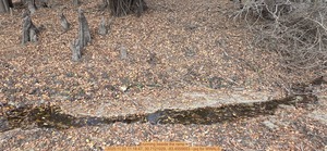 [running beside the ramp, 2025:11:22 11:18:47, 30.7121029, -83.4555653 --jsq for WWALS]