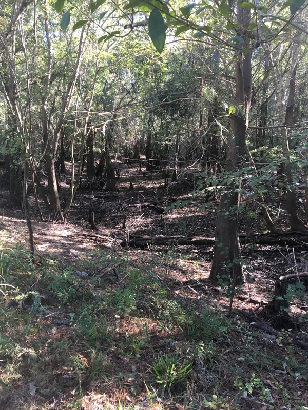 [Knees, 10:19:13, 30.8459056, -83.3470472]