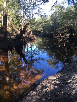 [Cypress knees, 10:01:36, 30.8465361, -83.3473972]