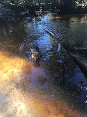 [She likes water, 10:09:24, 30.8450472, -83.3468167]