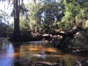 [Big log, 10:10:28, 30.8450000, -83.3469778]