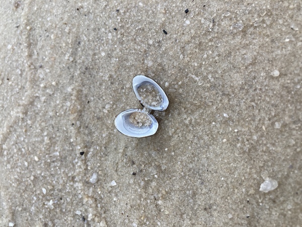 [Mussel]