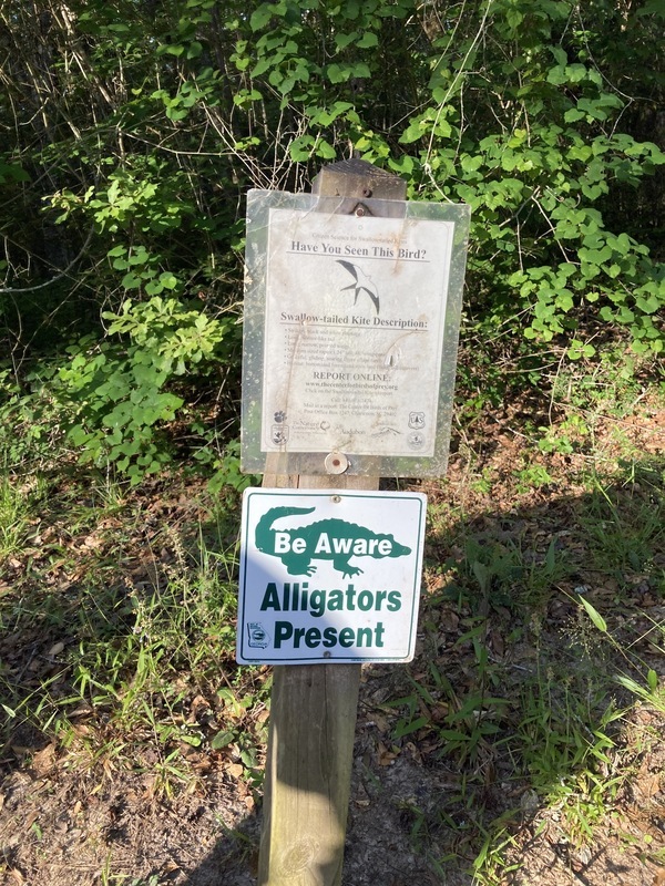 [Swallow-tailed kite and alligators present]