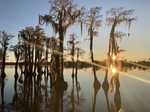 [Sunset through cypress]