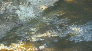 300x167 Withlacoochee Shoals, in GWC Dirty Dozen Sabal Trail on WCTV, by John S. Quarterman, for WWALS.net, 26 November 2014