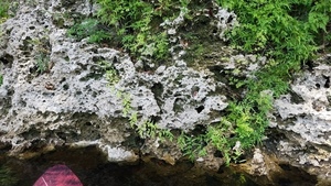 Japanese climbing fern right down to the water, 30.5372656, -83.2471994