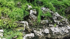 Climbing fern in rock crevices, 30.5338485, -83.2468324