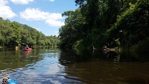 Gorilla in the woods, 30.4967200, -83.2419100