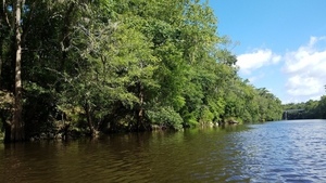 Upstream to bridge at Belleville Road, 30.5928348, -83.2588360