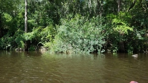 Water oak? 30.5928341, -83.2588421