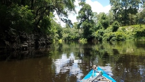 Right bank coated with climbing fern, 30.5321984, -83.2488966