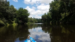 Boath banks coated with climbing fern, 30.5321984, -83.2488966
