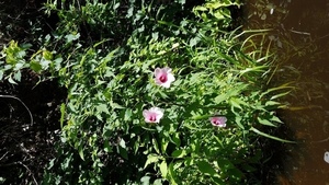 Swamp mallow portrait with pods, 30.5833730, -83.2625477