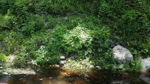 Climbing fern closeup, 30.5317100, -83.2492600