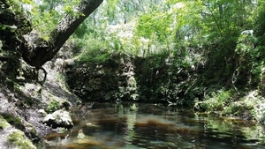 Hardee Spring run, 30.5446151, -83.2500201