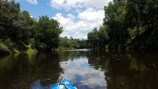 Boath banks coated with climbing fern,