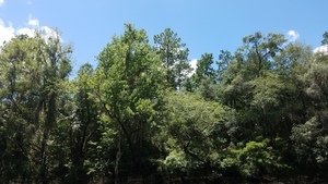 Longleaf, 30.5338808, -83.2482779