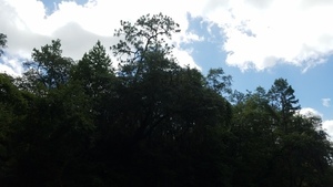 Longleaf on east bank, 30.5669301, -83.2597336