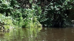 Swamp mallow, 30.5837702, -83.2620839