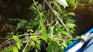 Pods on vine with opposite pointy leaves, 30.5722918, -83.2605833