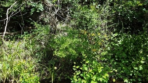 Vine context 30.5723080, -83.2606062