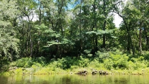 Big mimosa trees, 30.5029100, -83.2425000