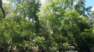 Bigger Mimosa, 30.5368461, -83.2467964