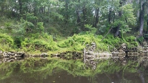 Climbing fern coating the left bank, 30.5339700, -83.2467500