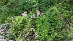 Lygodium japonicum carpeting grape vine and smilax, 30.5372656, -83.2471994